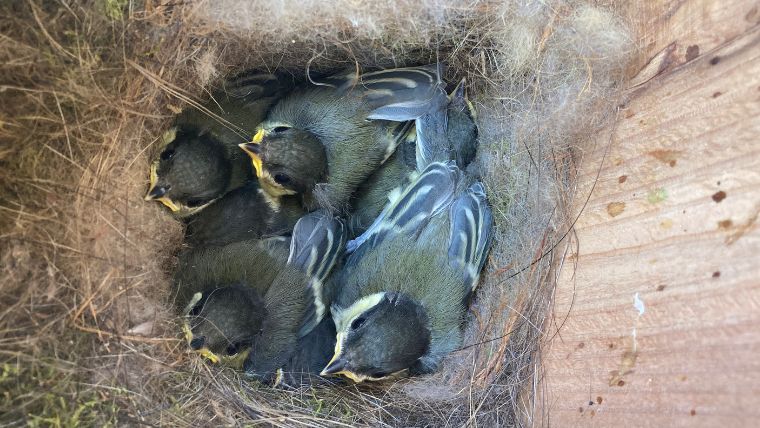 かなり大きくなってきたシジュウカラのヒナ
