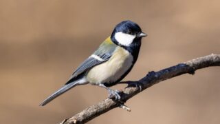 文法を操るシジュウカラは初めて聞いた文章も正しく理解できる(京都大学生態学研究センター)