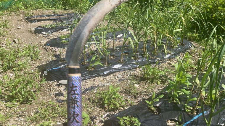 鎌で除草