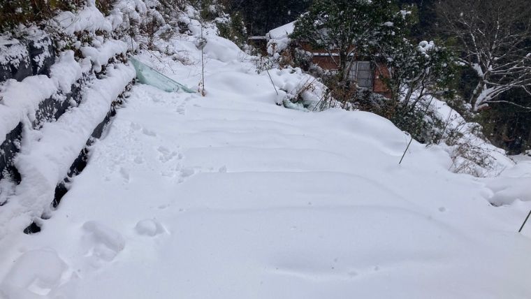 雪に覆われた畑